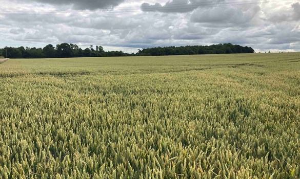Scotland wheat crop 